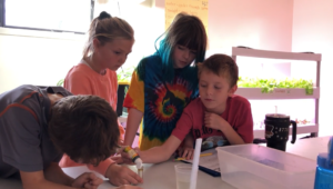 Four kids learning about science using a hydroponics system