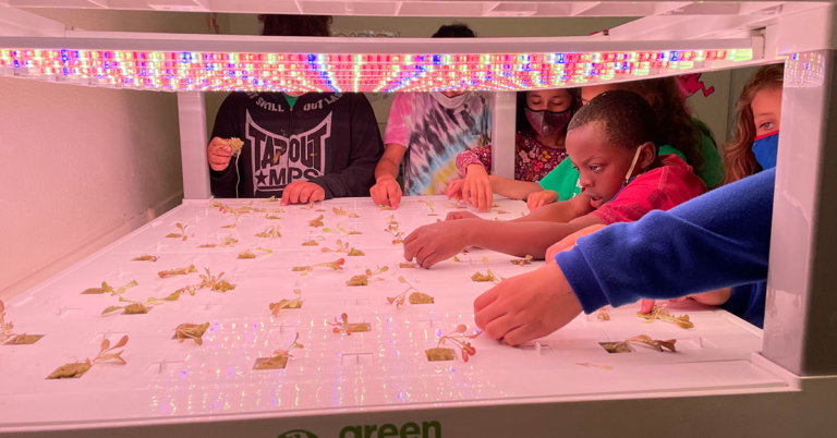 Hands of kids reaching into a hydroponics system