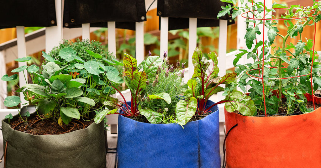 A container garden in brightly colored fabric pots