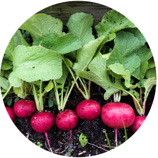 Pink radishes with green tops
