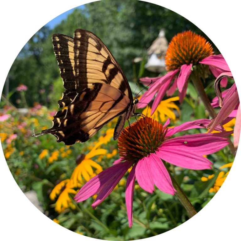 A butterfly visits a pink flower in a garden