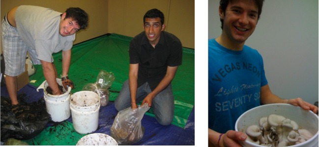 Nikhil Arora and Alex Velez cultivating mushrooms in buckets