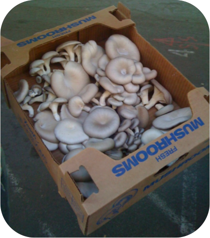 A cardboard box full of pearl oyster mushrooms