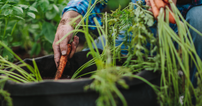 Carrots being harvested from a smart pot