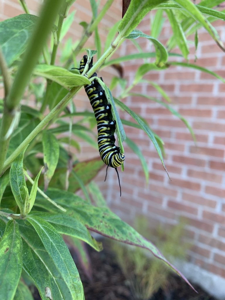 Caterpillar on milkweed