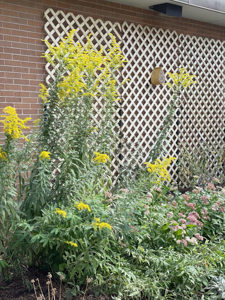 Pollinator garden