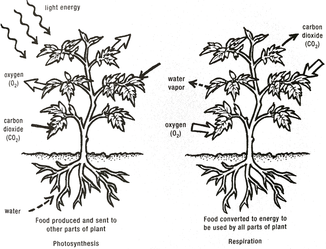 Transpiration process in plants A sketch of two plants, one showing the photosynthesis process and the other showing the respiration process