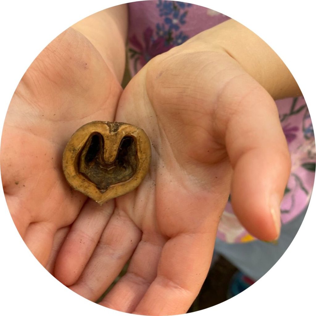 A child's hands hold half an acorn, shaped like a heart.