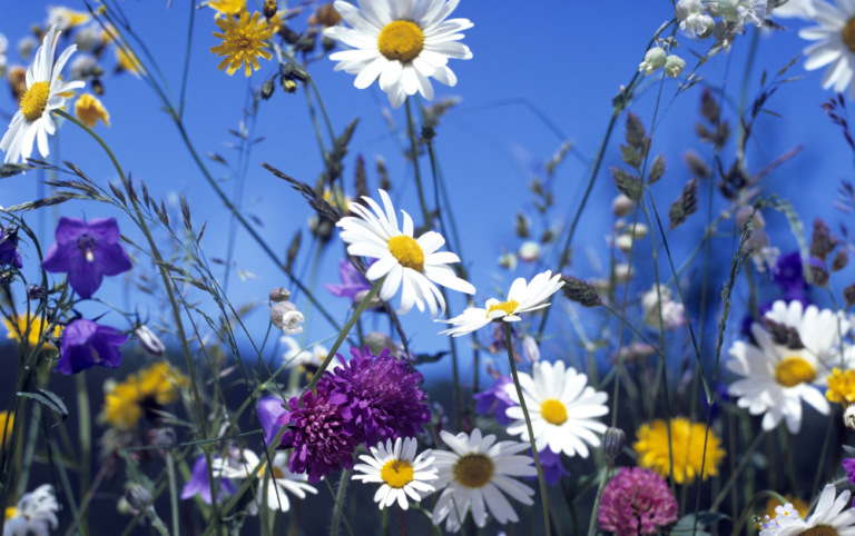 A variety of white, purple, and yellow flowers against the backdrop of a blue sky