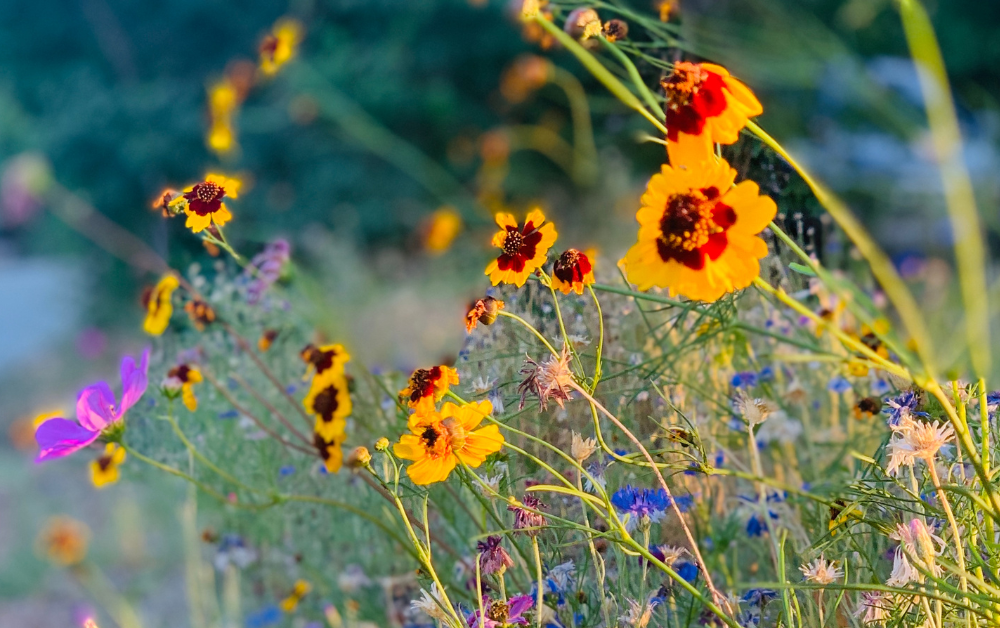 Colorful flowers in a meadow
