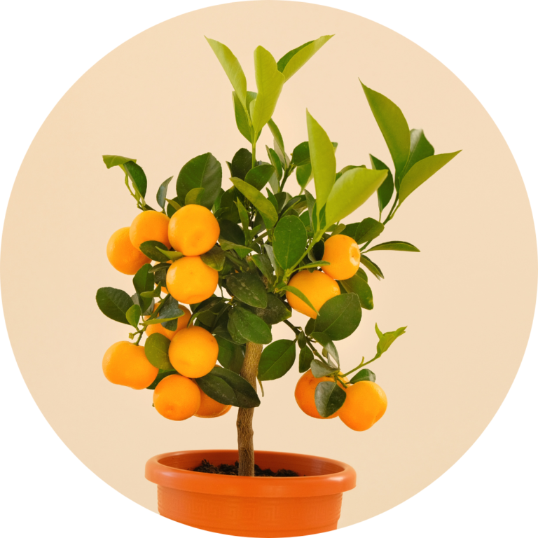 A small lemon tree growing in an orange pot