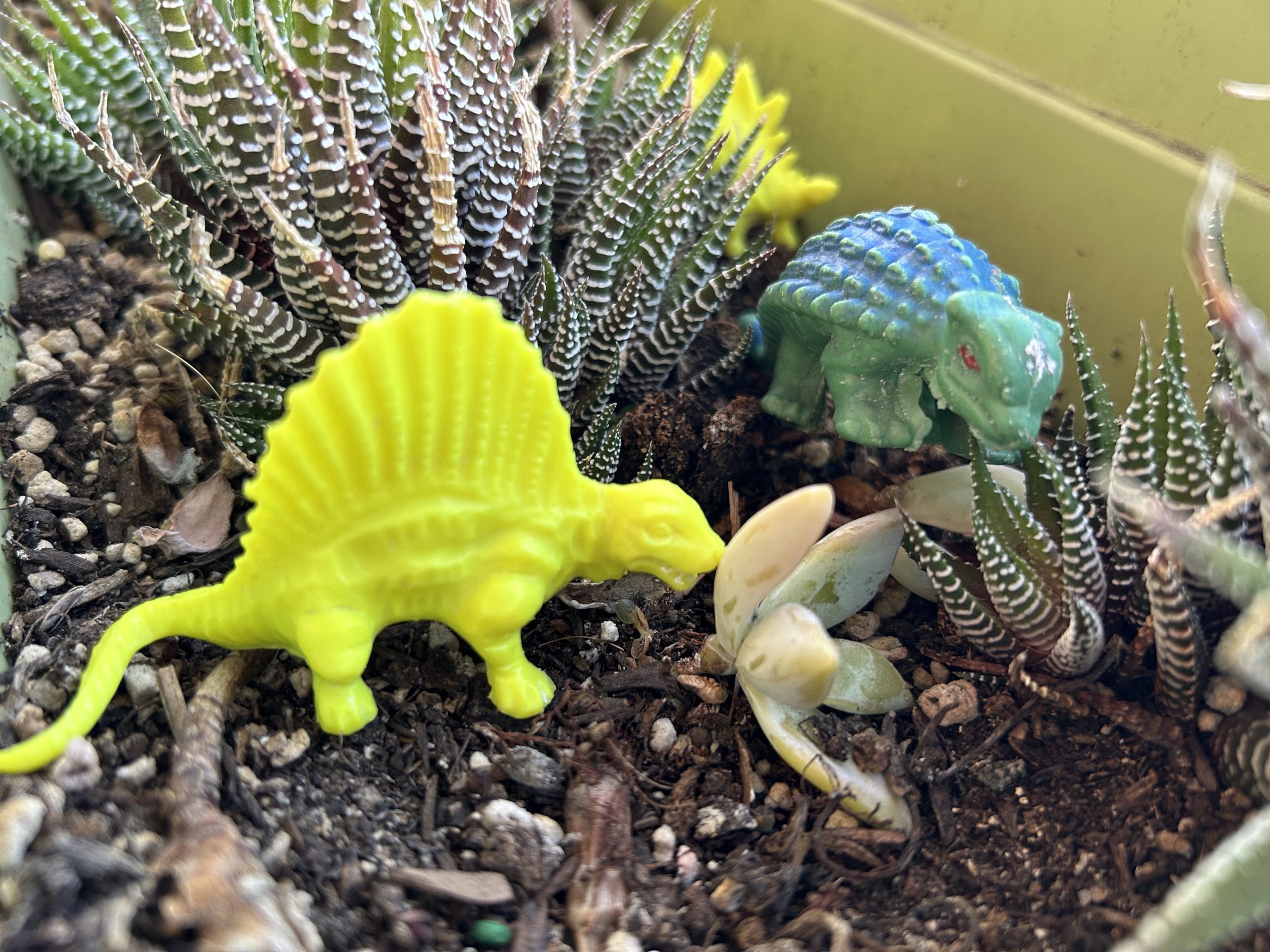 Plastic dinosaurs in a succulent garden.