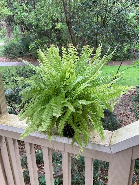 A fern on a porch