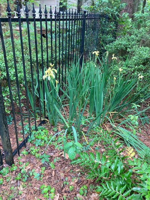 Iris growing next to a metal fence.