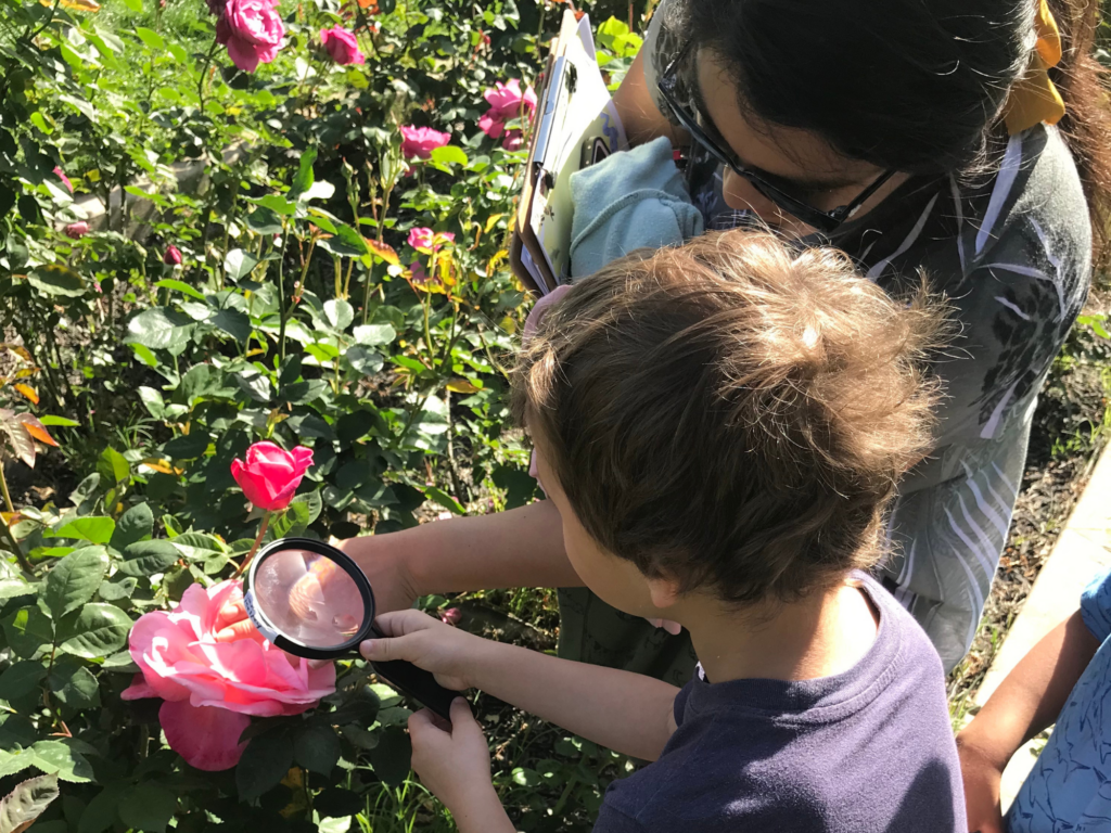 An adult and a child examining roses with a hand lens