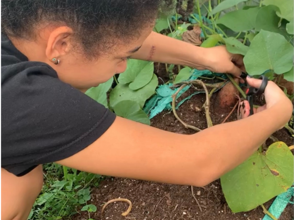 A child examining a sweet potato root