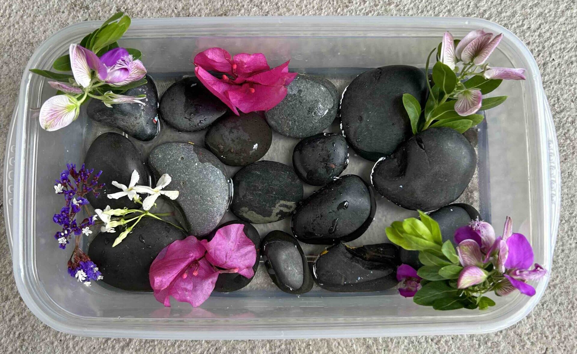IMG_2089 Rocks and flower petals in a plastic container