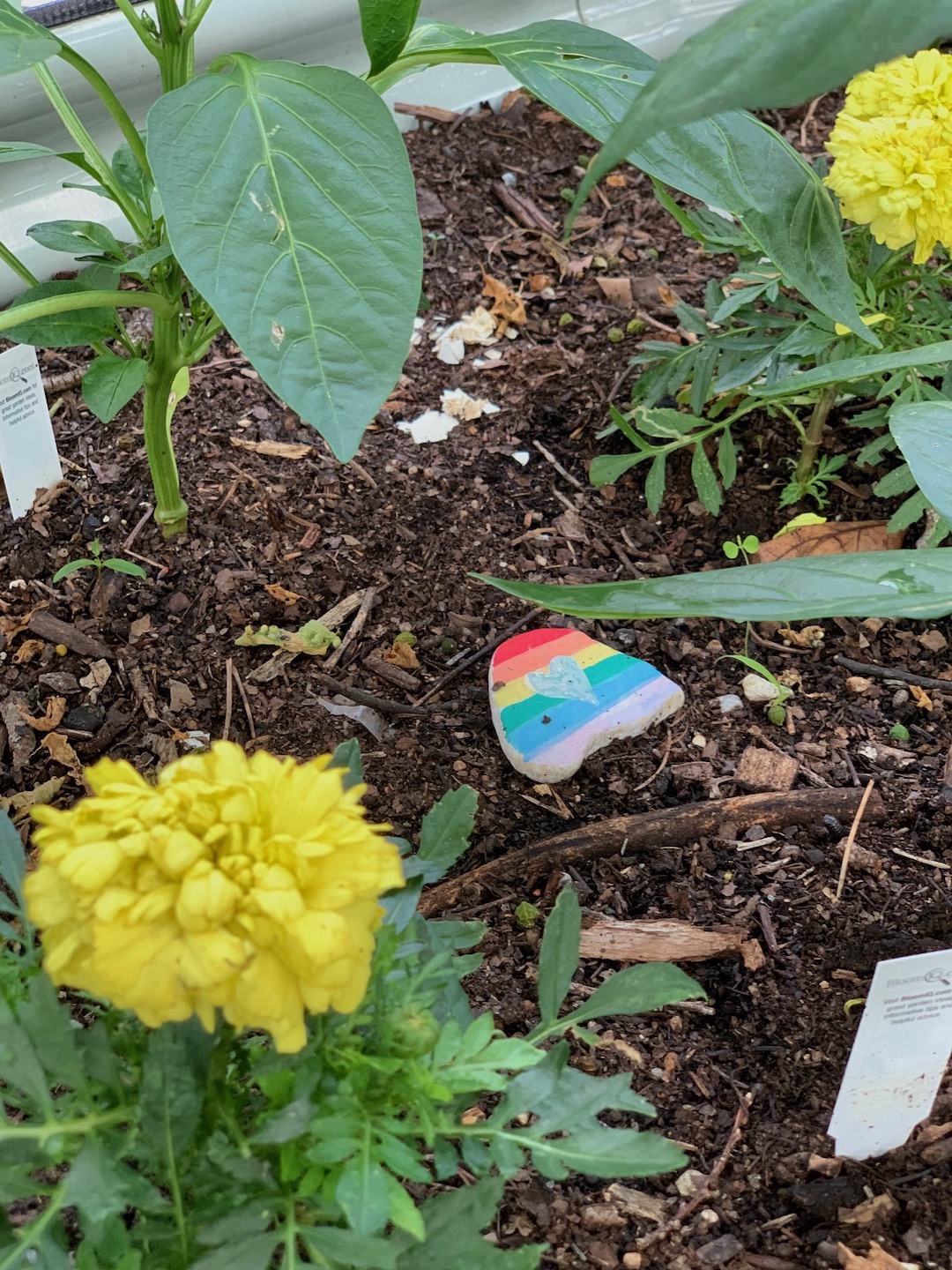 A rainbow rock sitting in mulch, next to a yellow flower