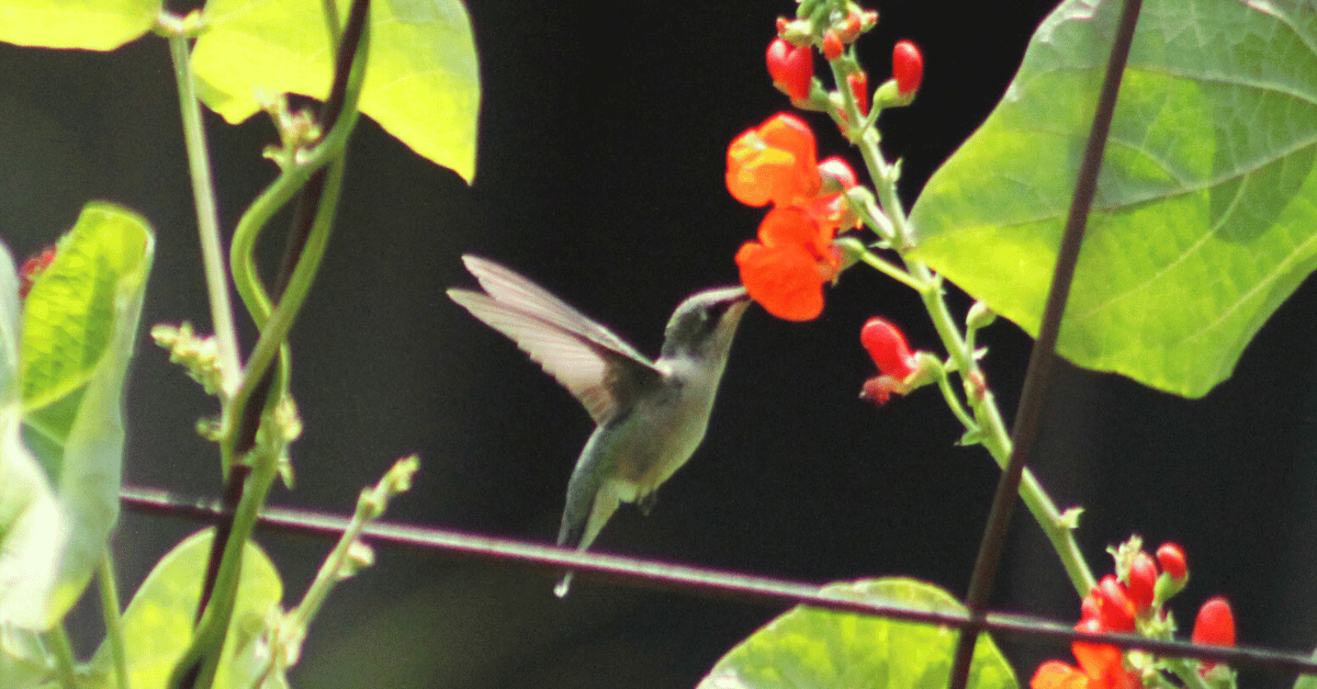 A hummingbird visiting a red flower