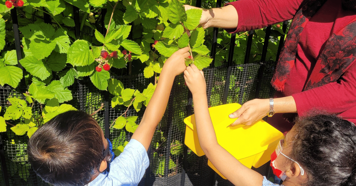 Kids picking berries from a bush