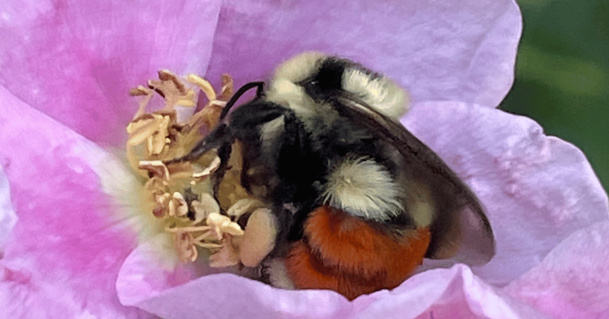 A bumblebee visits a light pink flower