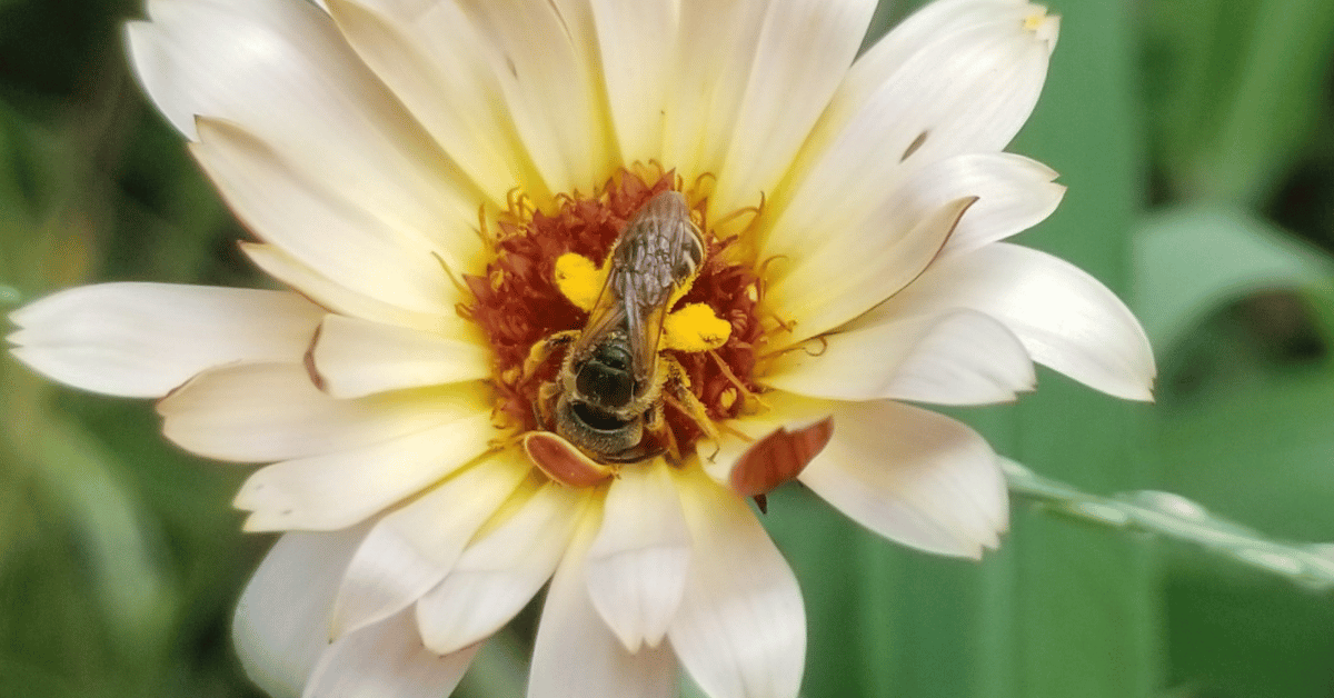 A bee visits a white flower with a red center