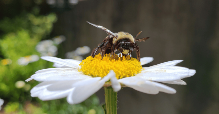 A bee visits a flower with a yellow center and white petals