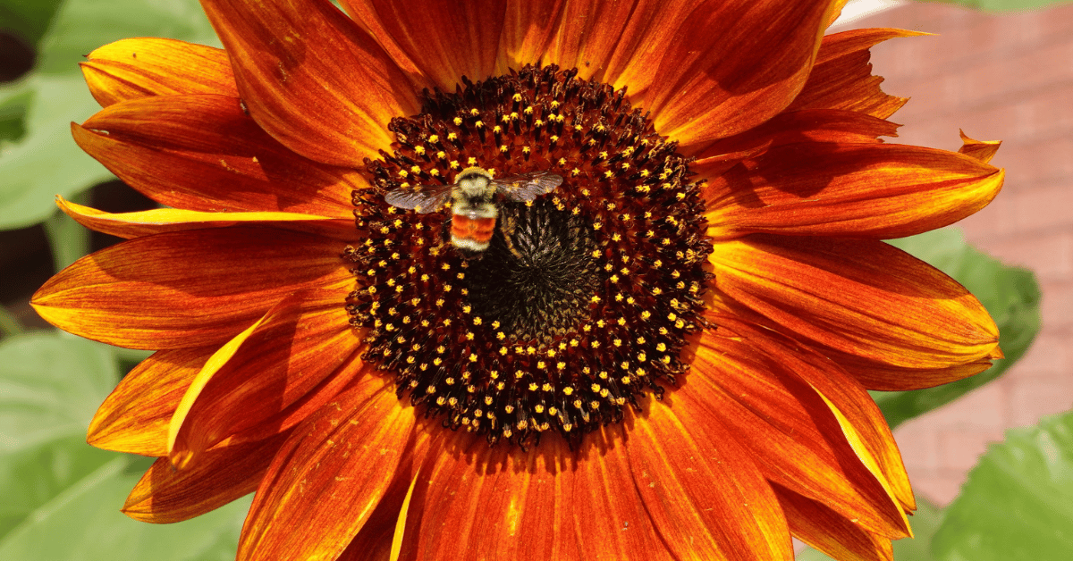 An orange flower with an orange bee on it