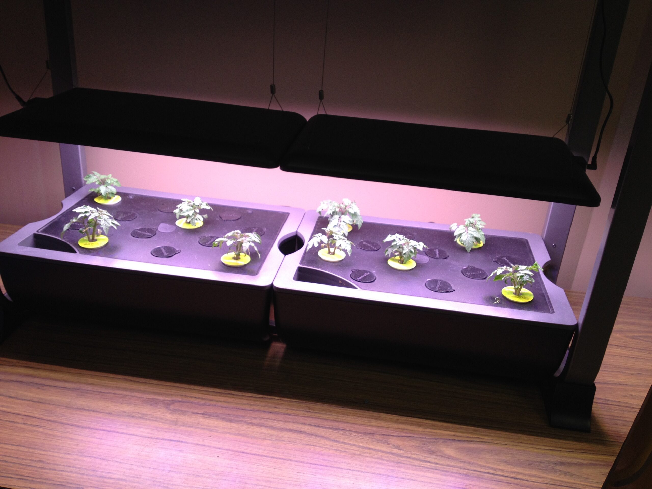 A hydroponic unit that has small sprouts growing under lights. 
