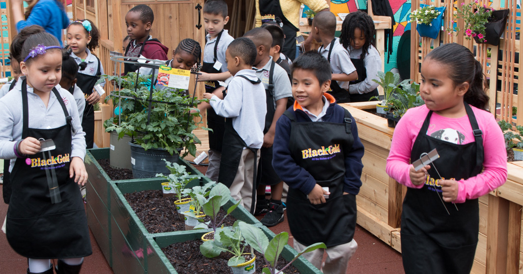 Kids in black aprons walking around a garden filled with raised beds.