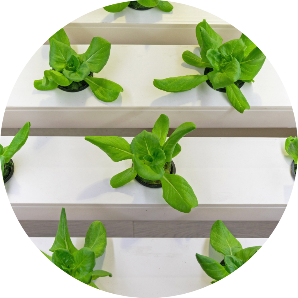 Hydroponic lettuce sprouts, which are growing out of small holes in a white plastic unit. There are several rows of white plastic.