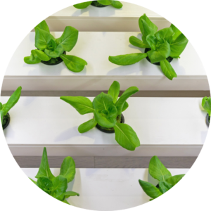 Selecting a Hydroponic Unit
