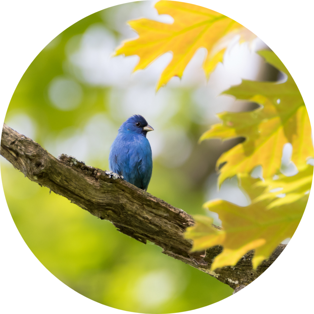 A blue bird sits on a branch, with yellow oak leaves around the bird.