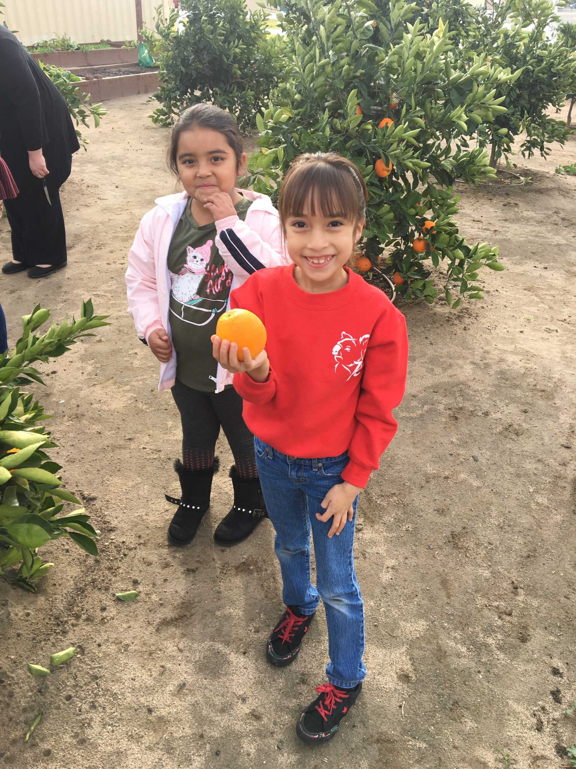 A child holding an orange, and another child standing next to them in a citrus grove. 