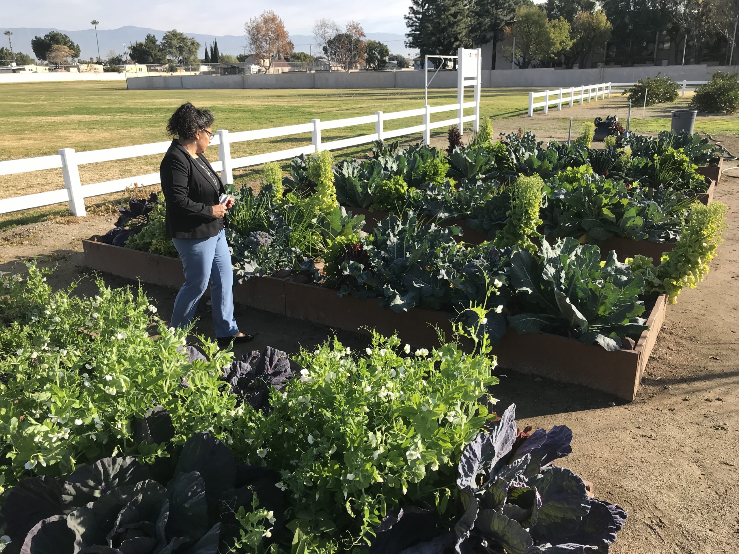 A person in a raised bed garden full of lush edible greens.