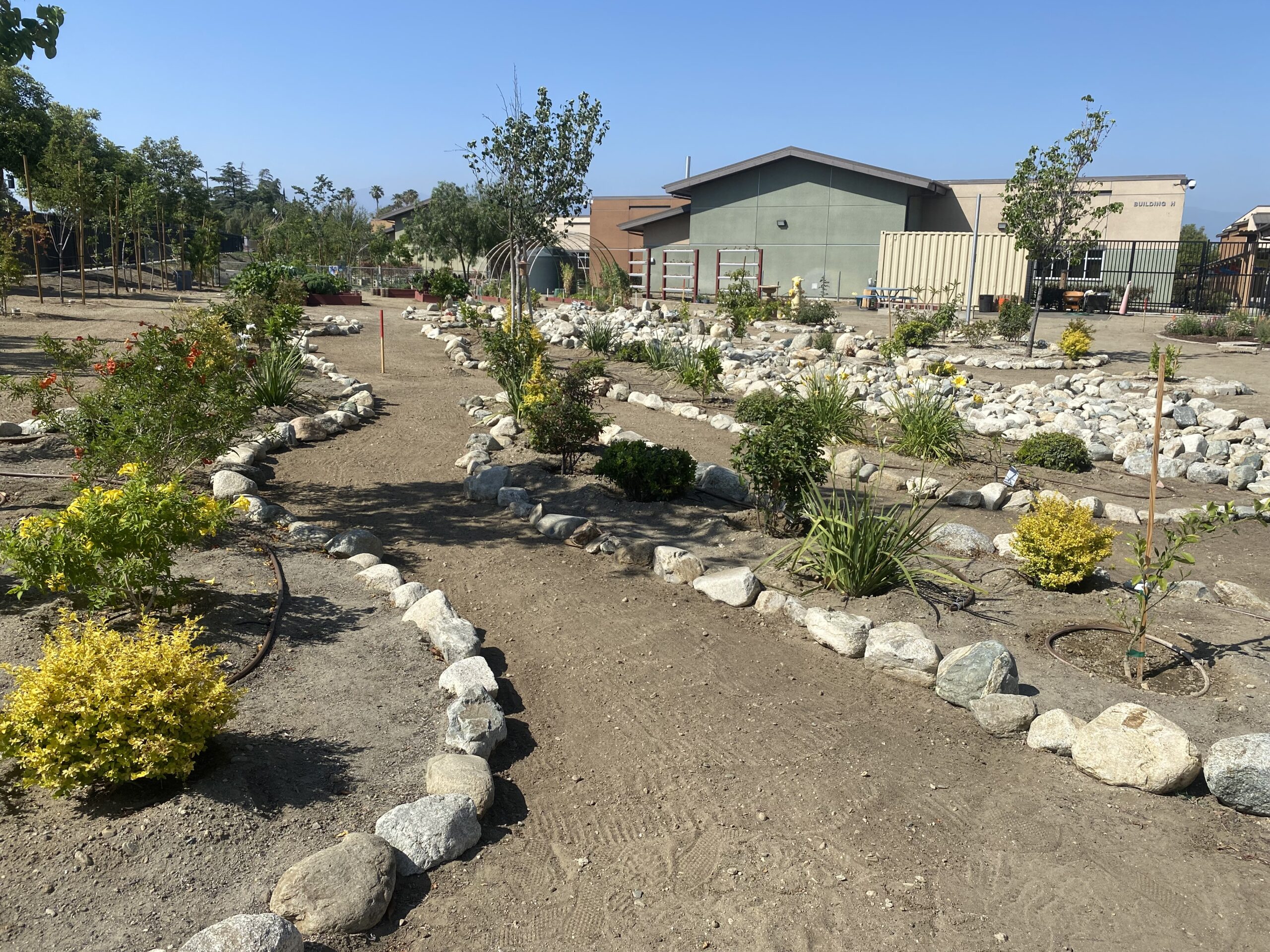 A desert garden with a winding path lined with rocks.