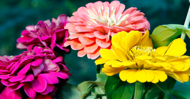 Magenta, pink, and yellow zinnia flowers