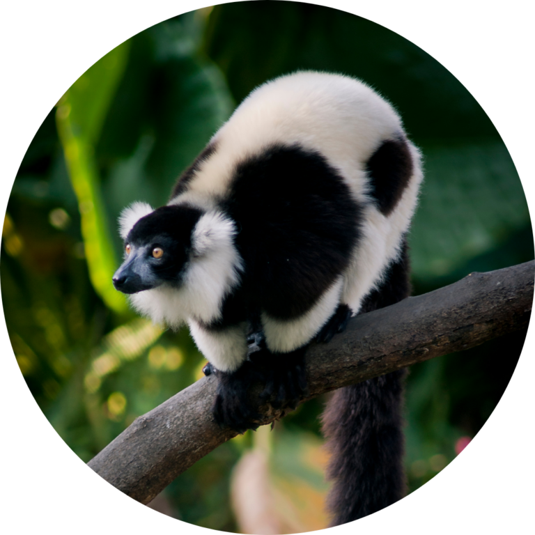A white and black furry mammal, called a black and white ruffed lemur, on a tree branch.