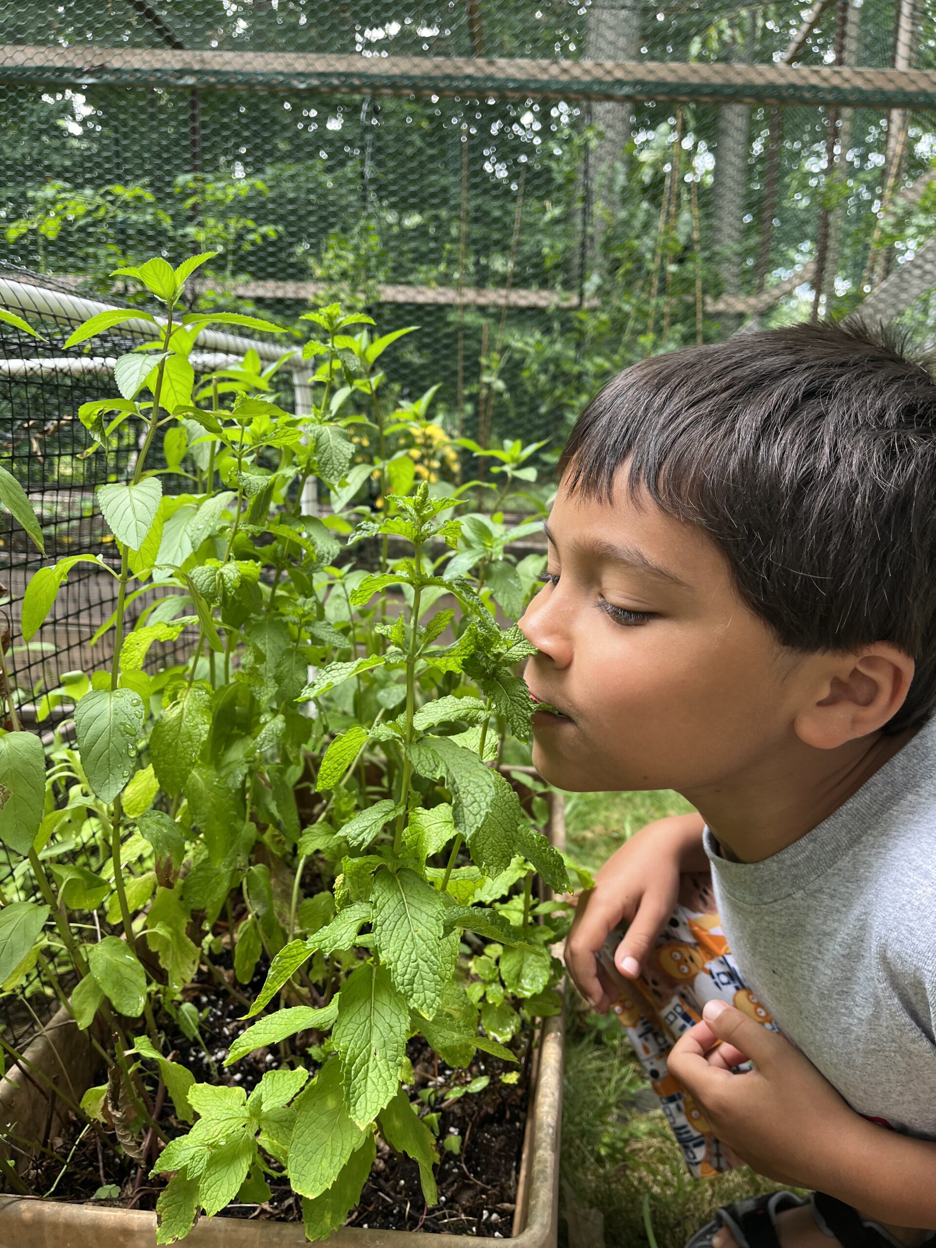 A child smelling a basil plant.