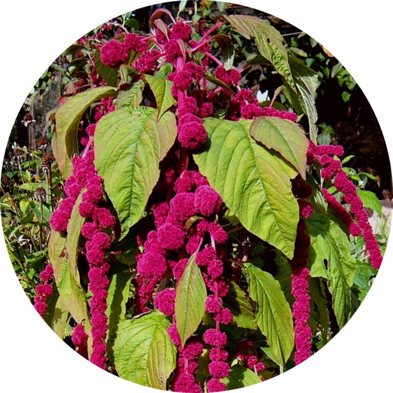 Amaranth, with big green leaves and even bigger long trails of magenta flower plumes