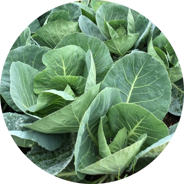 A close up of collard greens, which have broad leaves and gathered together like a cabbage.