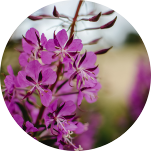 Fireweed Growing Guide