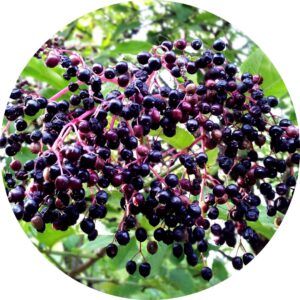 Native Berries Growing Guide