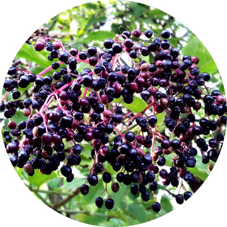 A large cluster of small dark purple berries
