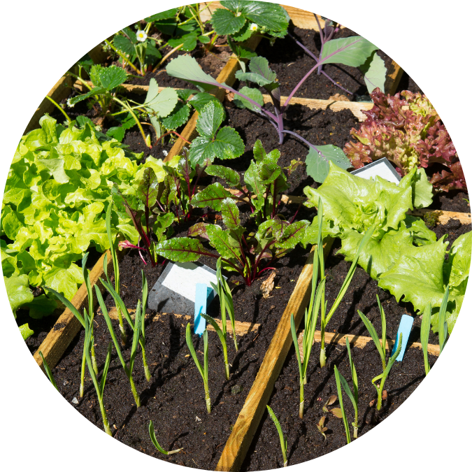 Lettuces growing in soil with dividers in between them