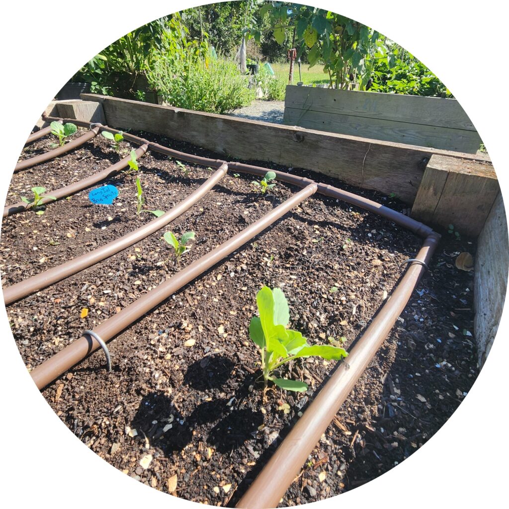 A seedling next to drip irrigation in a raised bed.