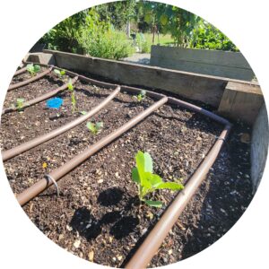 Exploradores de jardines waterwise