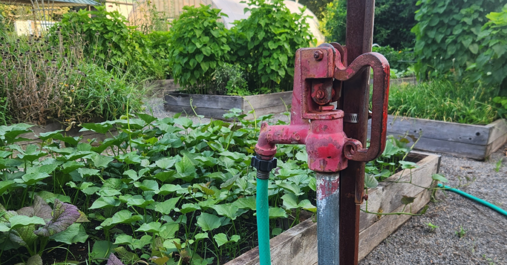 A red water pump with a hose attached in front of a lush raised bed garden.