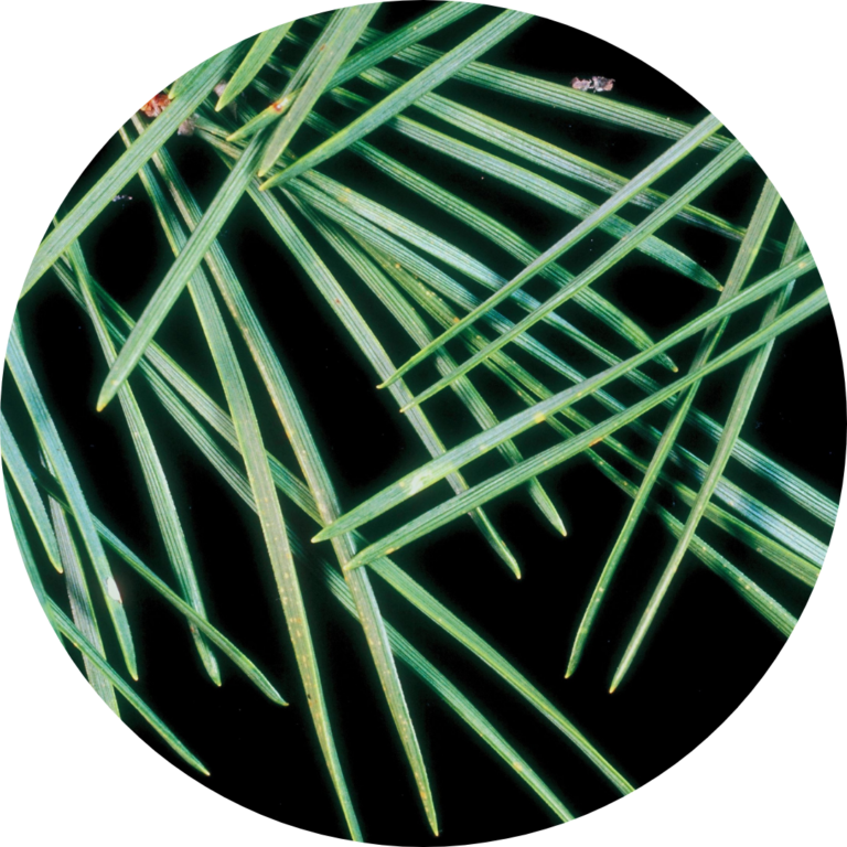 A closeup of pine needles with a black background.