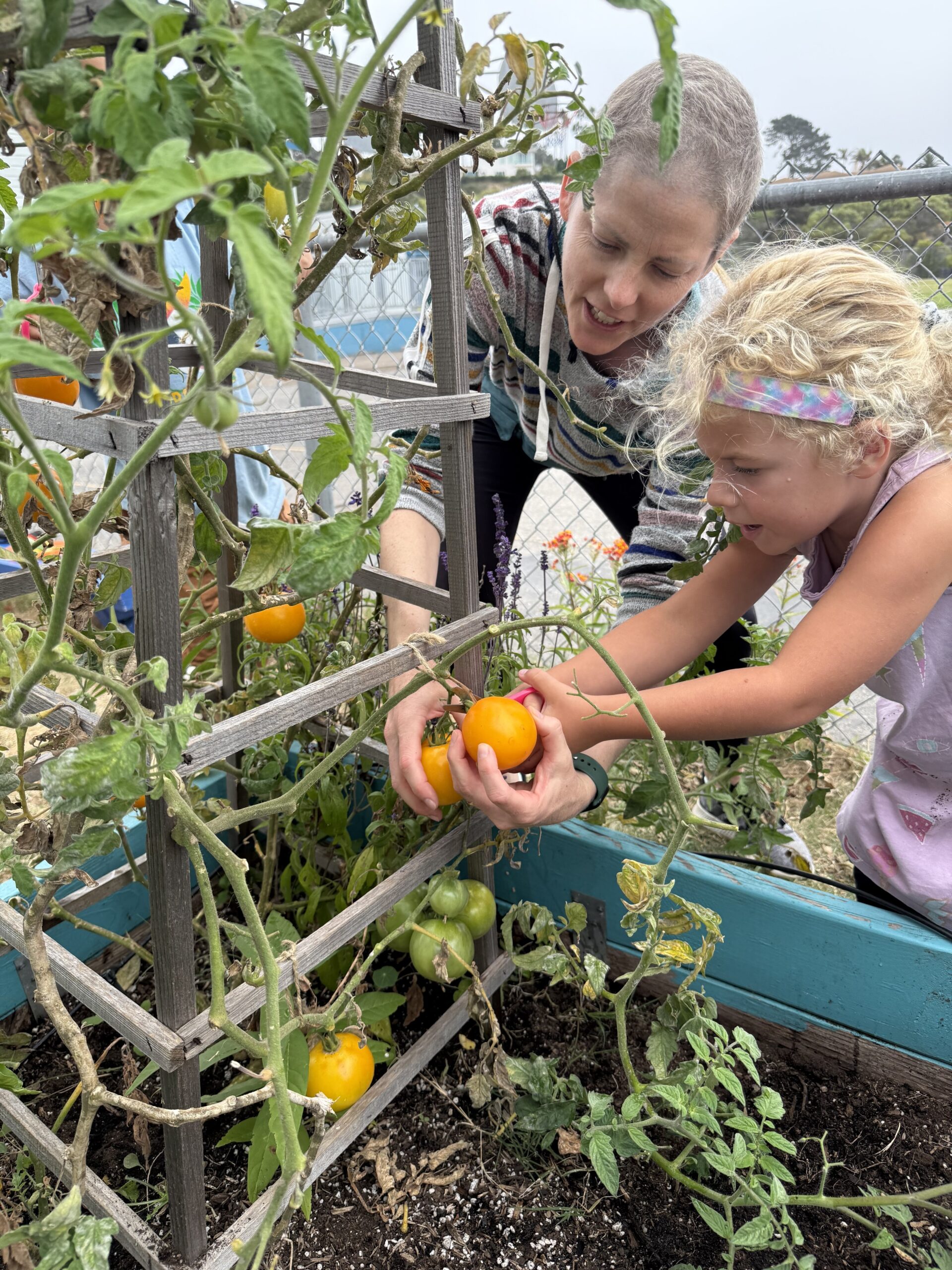 An adult and a child work together to harvest a yellow tomato.